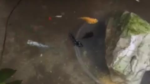 little fish
