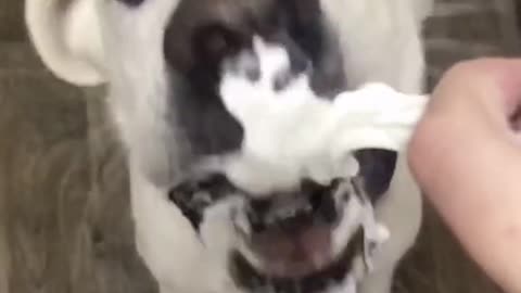 Cute Dog - Enjoying his treats