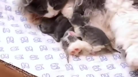 The cat is loving her babies