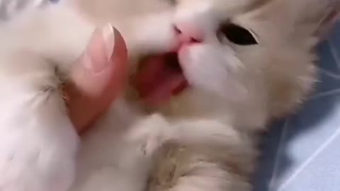 Cute cat