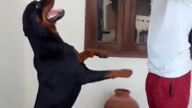 BEST OF Funniest German Shepherd Dog - Playing with Football Funny Dog Videos