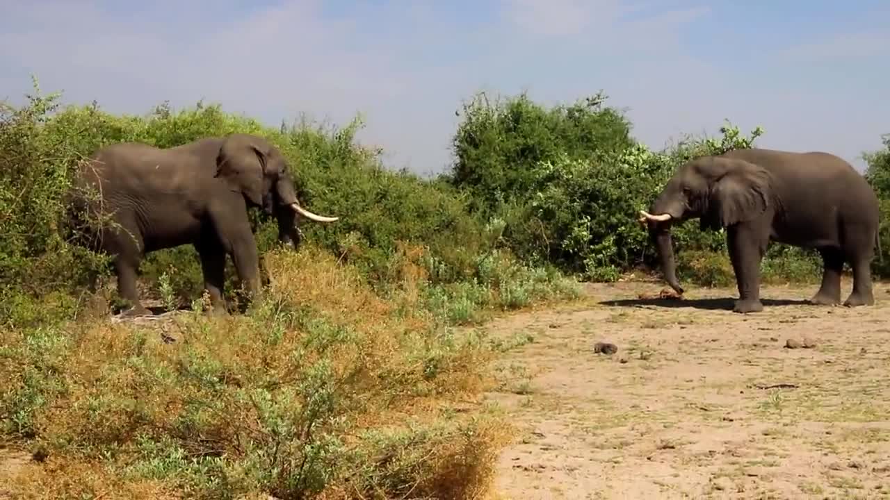 Elephant attack video