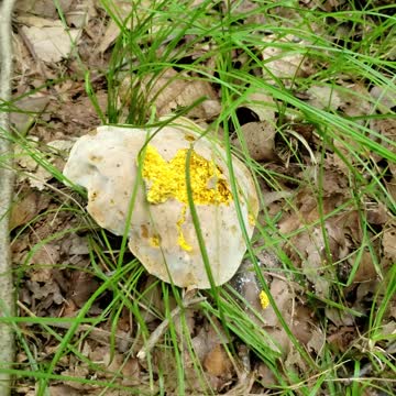 I shouldn't have poked this Alien Mushroom