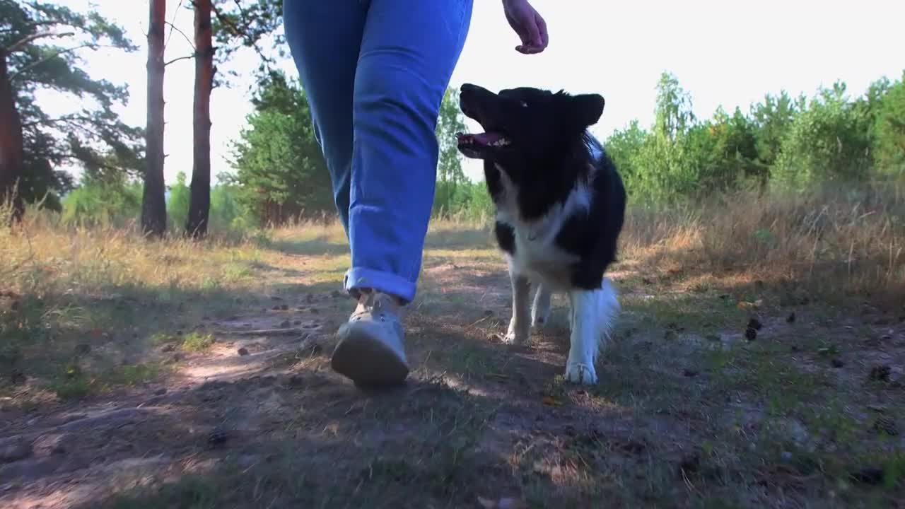 Big well trained loyal dog following its female owner