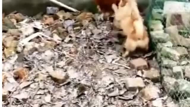 Chicken VS Dog Fight - Funny Dog Fight Videos