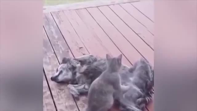 #funny #compilation #viral ANIMAL COMPILATION TOO FUNNY