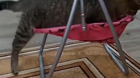 cute cat swings