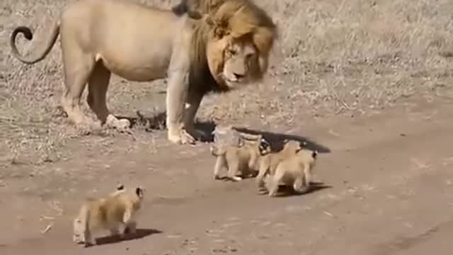 lion vs baby lion || baby lions || lions