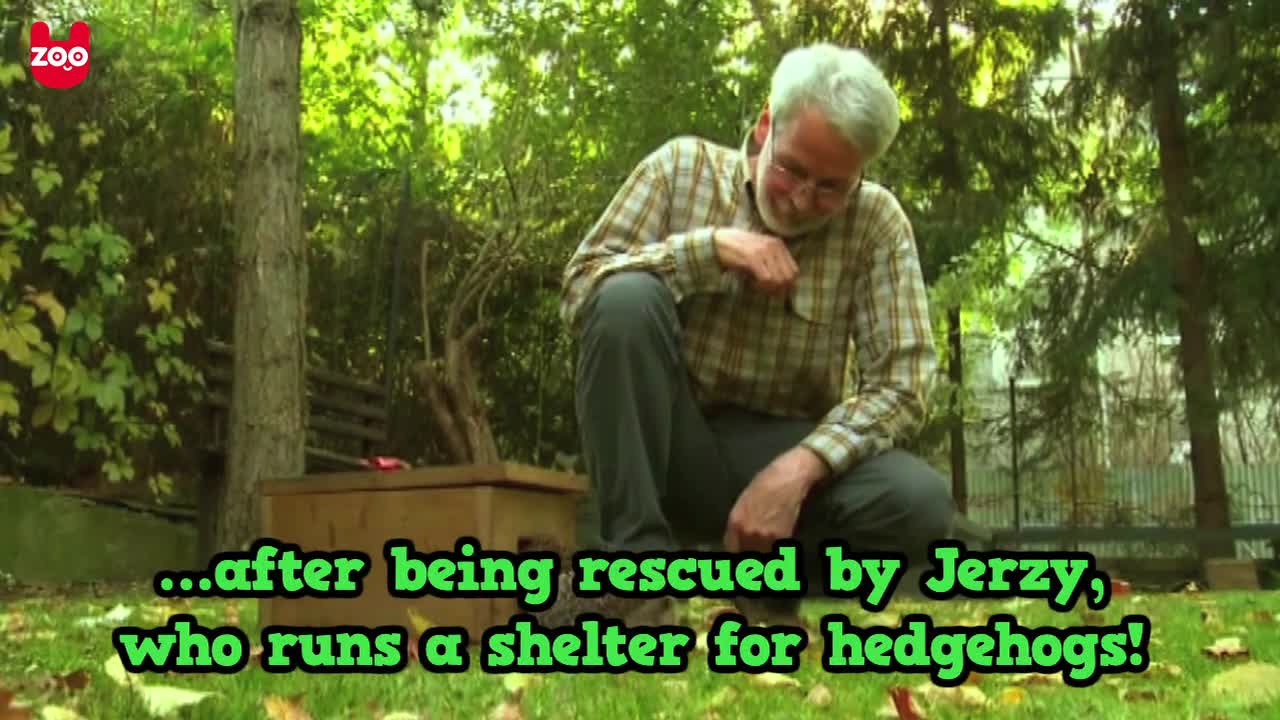 Polish Hedgehog Shelter: Jerzy dla Jezy