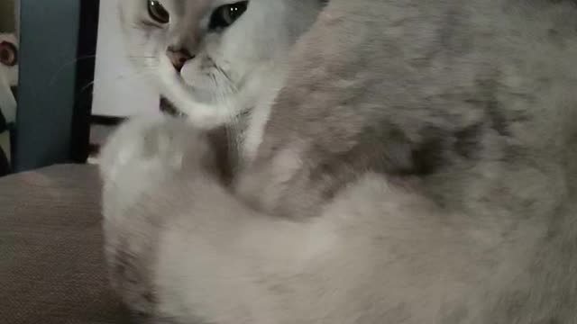 cat