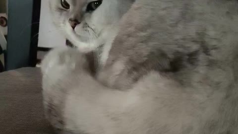cat