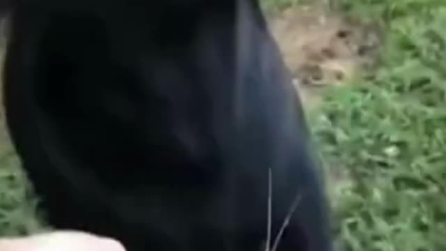 The Funniest Dog Videos I've Ever Seen #1