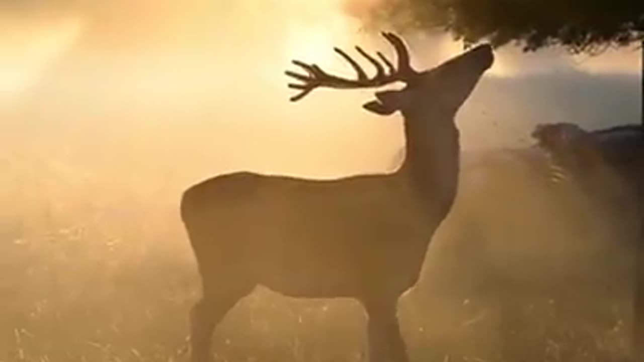 Enchanted Forest In The warm Light