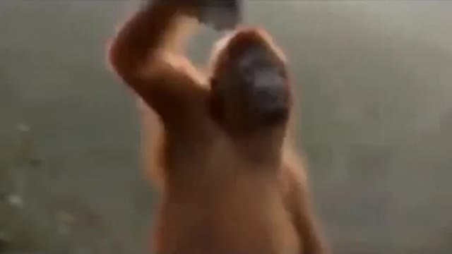 Funny Videos Monkey