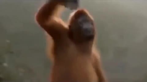 Funny Videos Monkey