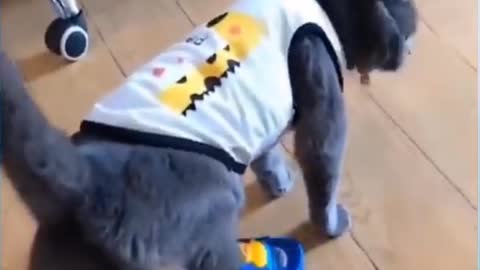 A Cat Walking With Slipper Funny Video