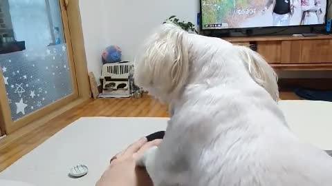 Maltese longs for a touch