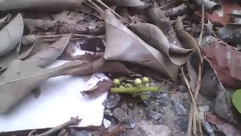 Formiga cortadeira carregando um pequeno galho de planta, essa é forte! [Nature & Animals]