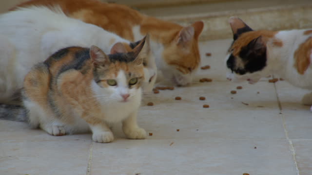 Cats Eat Food From A Concrete Floor