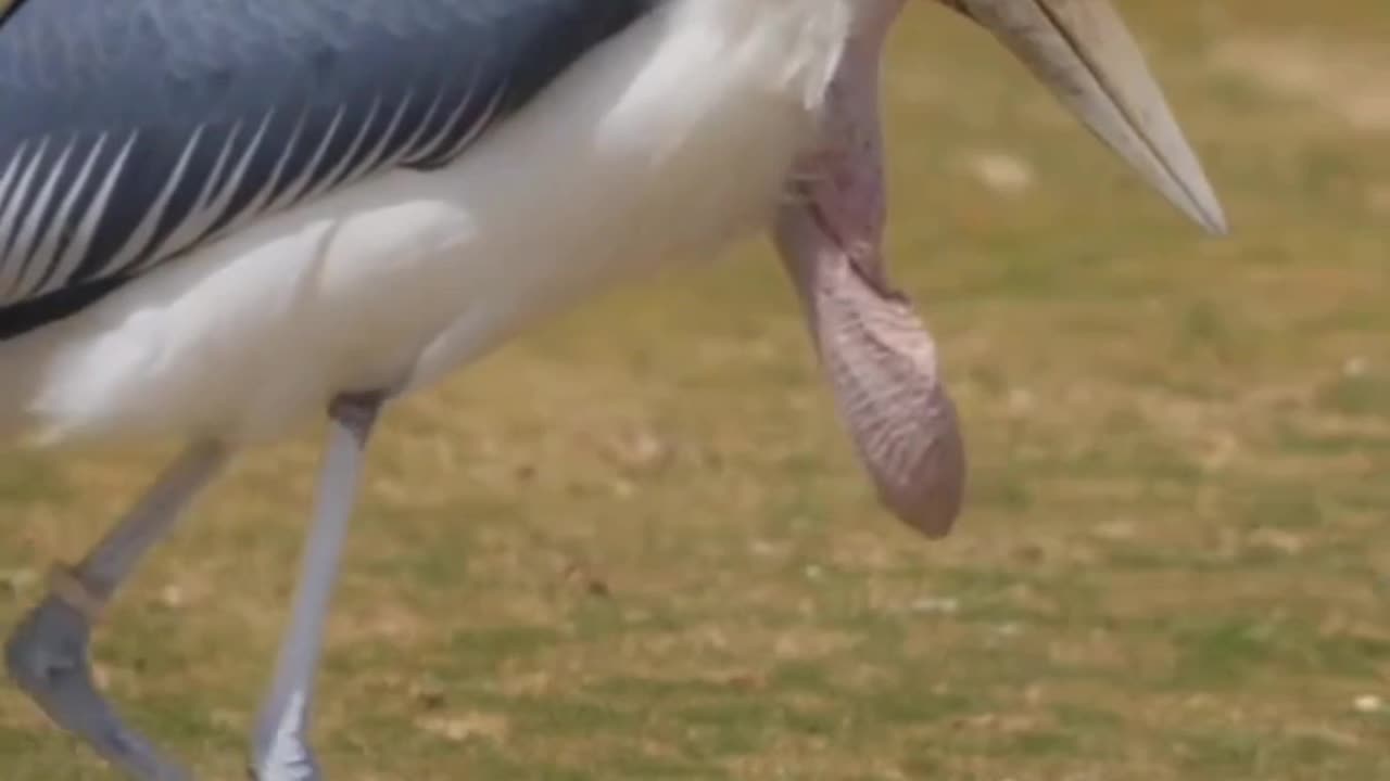 marabou stork