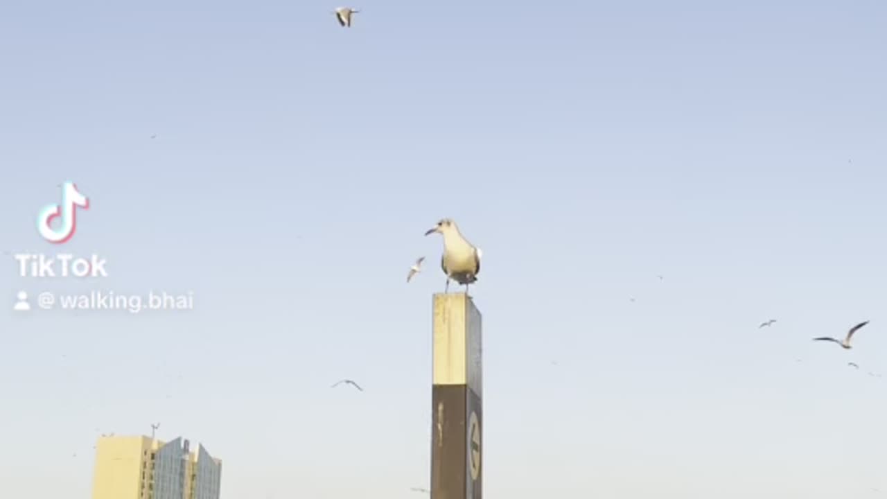 Dubai Abra