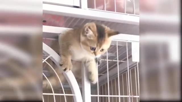 Cat baby funny video