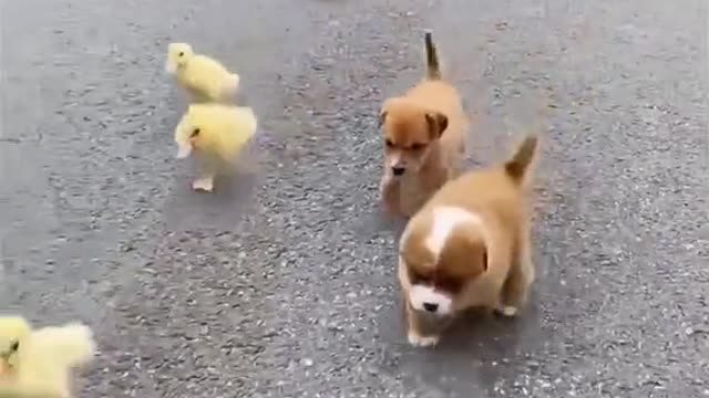 Adogwithaflockofducklingsissoimposing