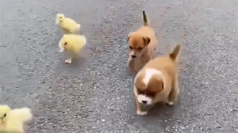 Adogwithaflockofducklingsissoimposing