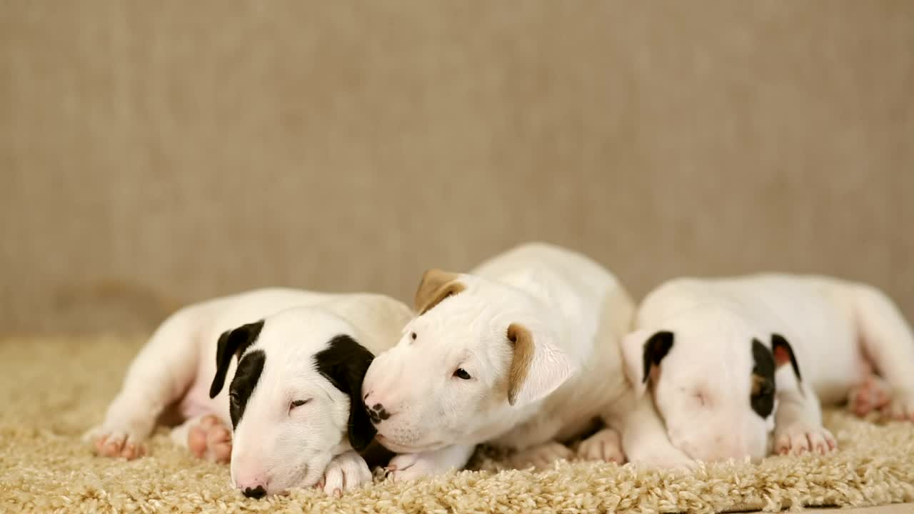 Small puppies of the Bull terrier on a carpet