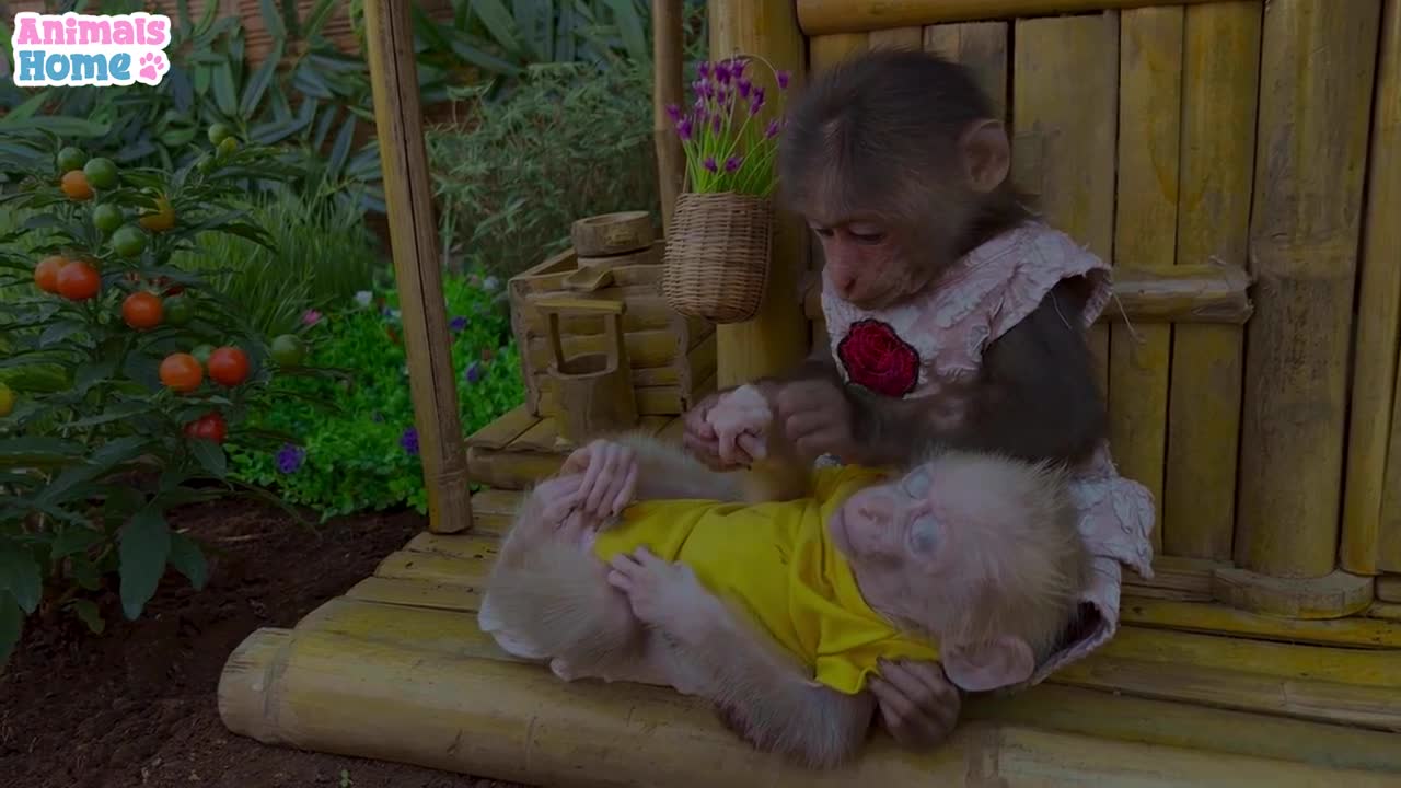 animal home baby monkey