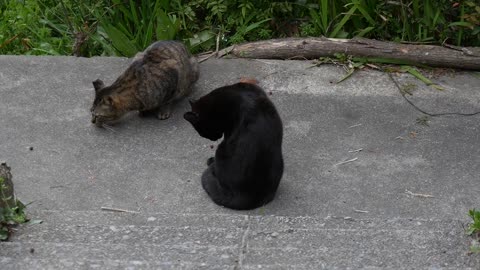 Cute street cats