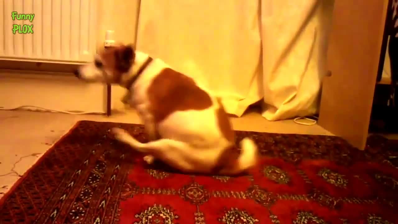 Funny Dogs Butt Scooting