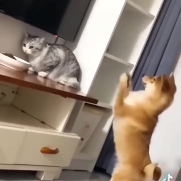 Funniest pets😁😁