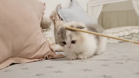 Cute Kitten Playing at Home