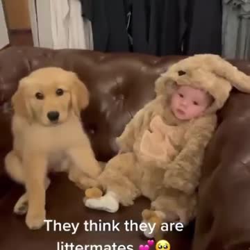 The dog and the baby growing up together