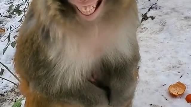 Угарная мартышка