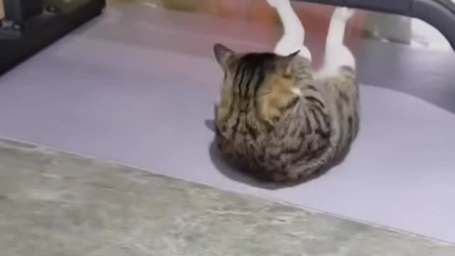 Funny video Cat