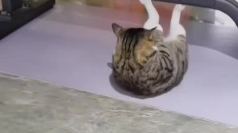 Funny video Cat