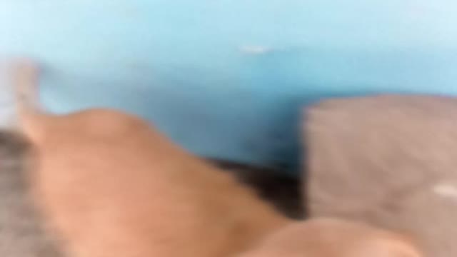 Dog Has A Loud Reaction When His Couch Privileges Are Denied