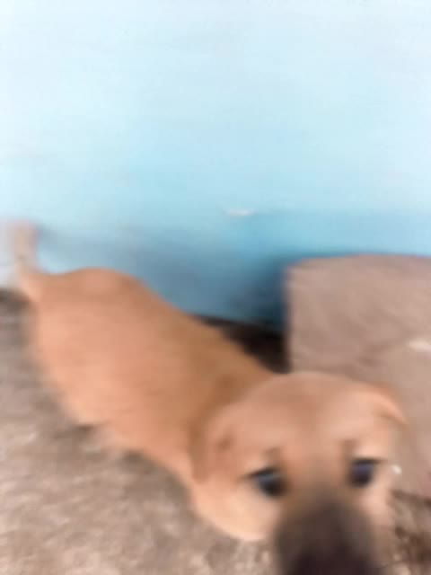 Dog Has A Loud Reaction When His Couch Privileges Are Denied