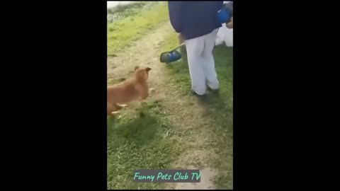 Funny dogs and cats 🥰🥰😍😍😍