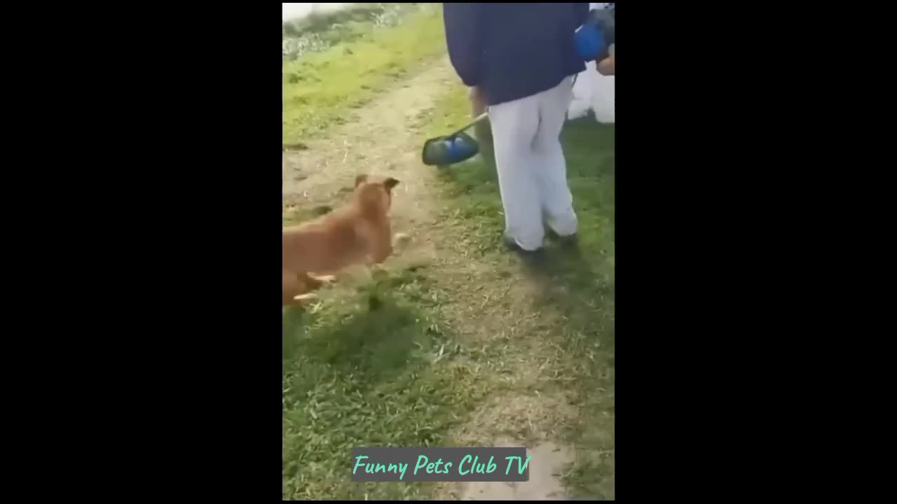 Funny dogs and cats 🥰🥰😍😍😍