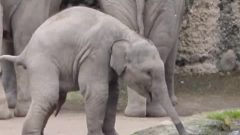 Baby elephant to close your weekend with a smile