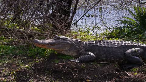 Alligator on the Shore of a Swamp