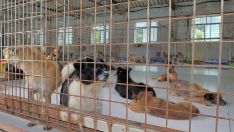 Sad dogs in shelter behind fence waiting to be rescued and adopted to new home