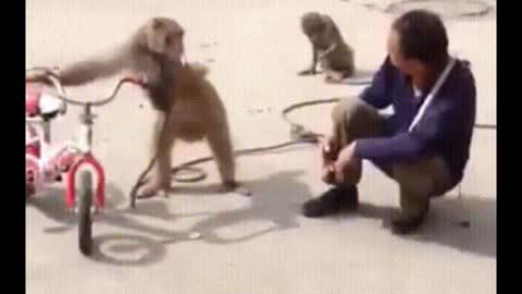 Funniest Monkey 😂😂🤣 🐵🐵