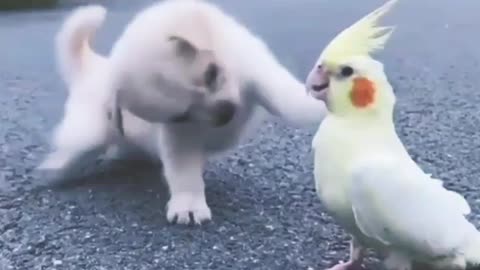 Beautiful puppy with koko 🦜🦜