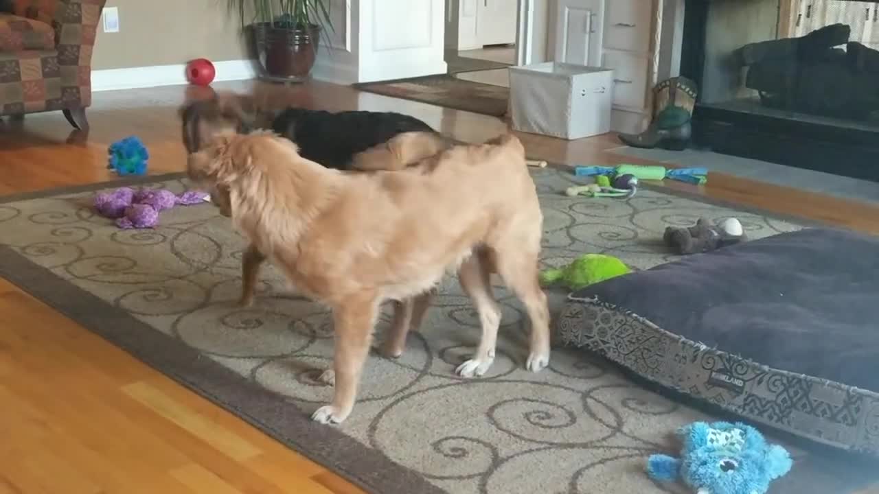 Two Dogs Play Fighting