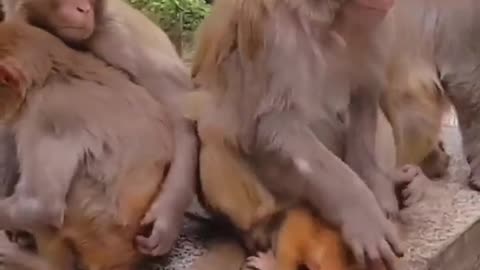 Cute little monkey crying