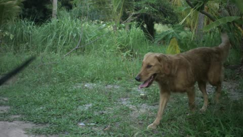 Happy dog.